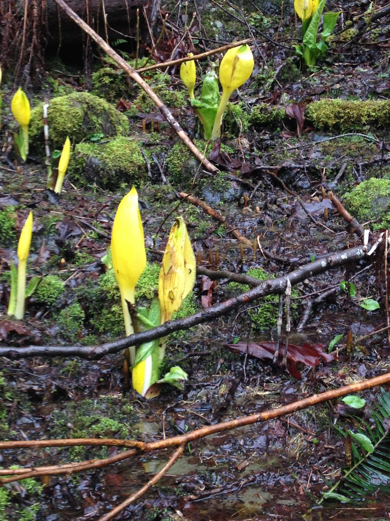 skunk-cabbage-140317